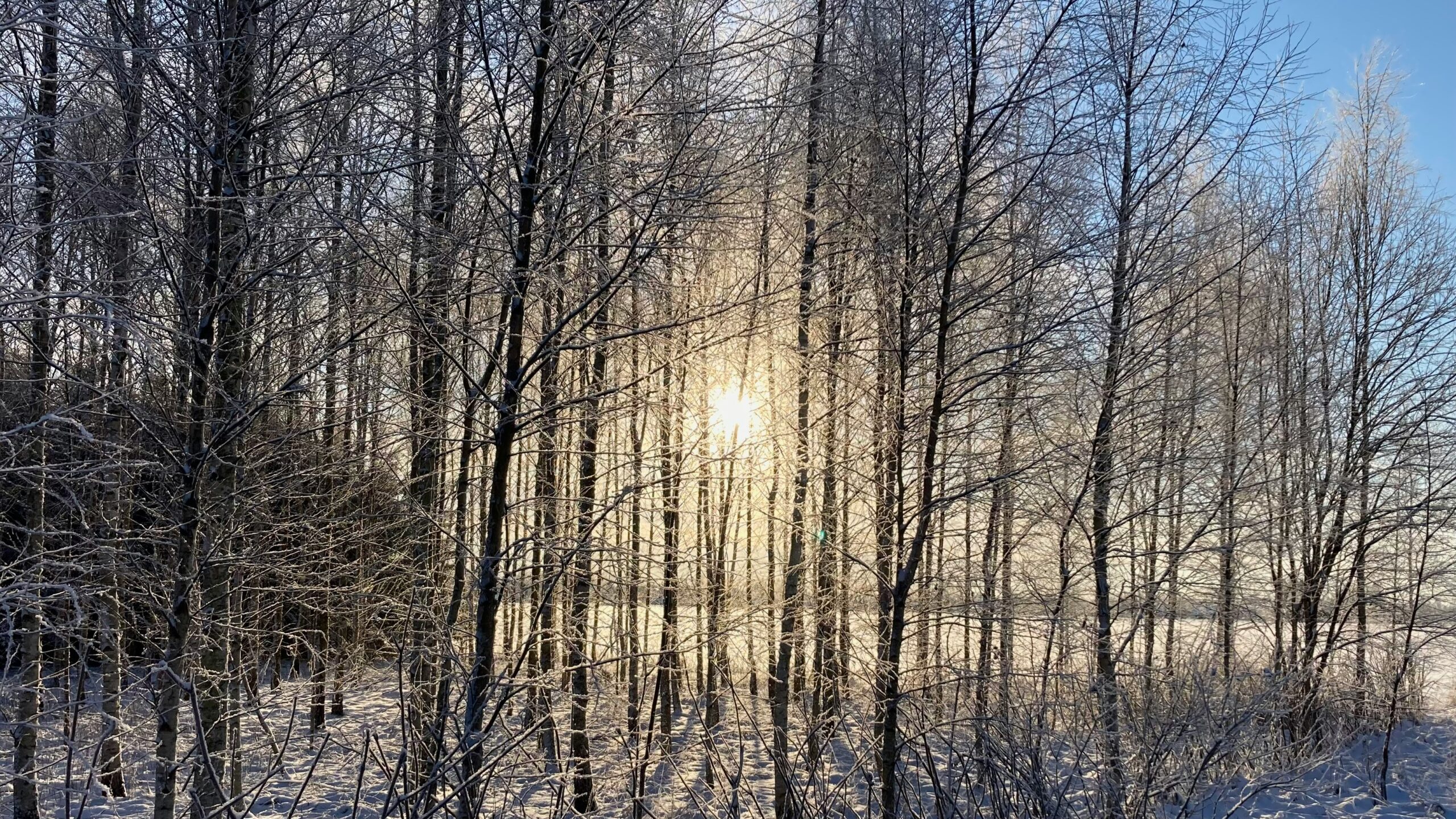 the sun is shining through the trees in the snow